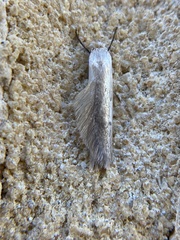 Prionopterina grammatistis