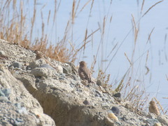 Bucanetes mongolicus