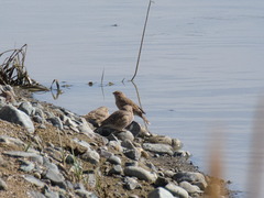 Bucanetes mongolicus