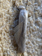 Prionopterina grammatistis