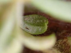 Peronospora alsinearum