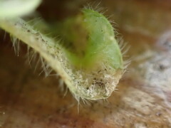 Peronospora alsinearum