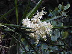 Yucca jaliscensis