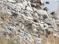 Linaria flavirostris