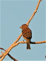 Passerina cyanea