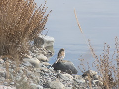 Linaria flavirostris