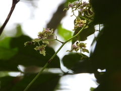 Trichocentrum flavovirens