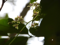 Trichocentrum flavovirens