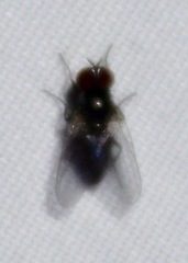 Lonchaea