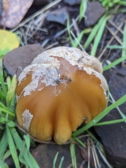 Coprinellus bipellis