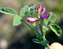Indigofera amoena