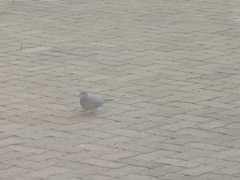 Streptopelia senegalensis senegalensis