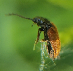 Drilus flavescens