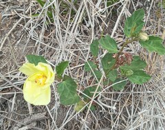 Cienfuegosia drummondii
