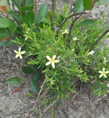 Menodora integrifolia