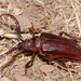 California Root Borer - Photo (c) John L. Richards, some rights reserved (CC BY-NC), uploaded by John L. Richards
