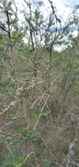 Aloysia gratissima