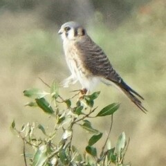 Falco sparverius sparverius