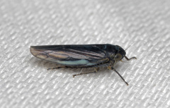 Macrosteles cyane