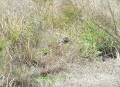 Falco sparverius sparverius