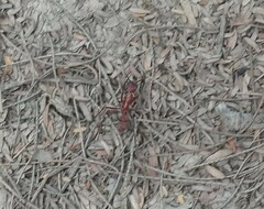 Ectatomma opaciventre