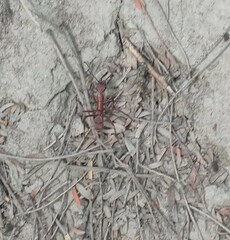 Ectatomma opaciventre