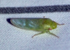 Gyponana