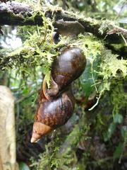 Porphyrobaphe irrorata