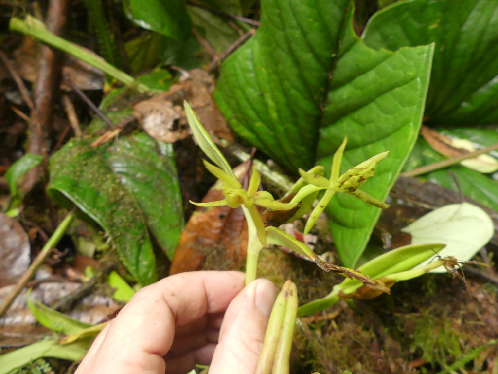 Epidendrum geminiflorum Kunth 4