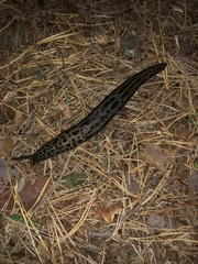 Limax maximus