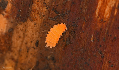 Bilobella aurantiaca