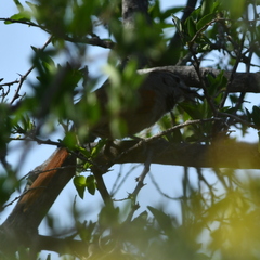 Synallaxis albescens