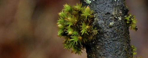 Image of Orthotrichum stellatum by (c) Michael J. Papay, some rights reserved (CC BY)