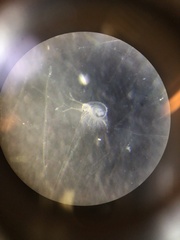 Daphnia