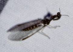 Leptomantispa pulchella