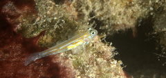 Coryphopterus eidolon