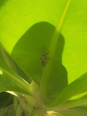 Agrosoma