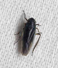 Macrosteles cyane