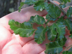 Nothofagus antarctica