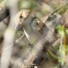 Euscarthmus meloryphus
