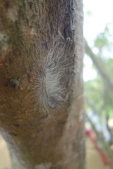 Chrysaeglia magnifica