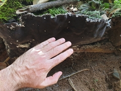 Pyrrhoderma