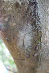 Chrysaeglia magnifica