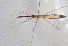 Hydrometra stagnorum