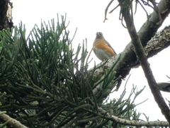 Turdus chrysolaus