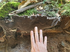 Pyrrhoderma