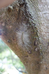 Chrysaeglia magnifica