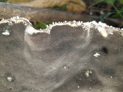 Pyrrhoderma