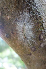 Chrysaeglia magnifica
