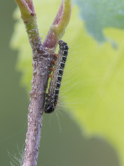 Eriogaster lanestris